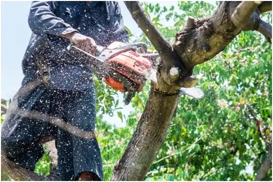tree services Wood Village